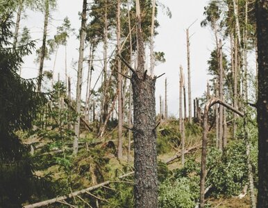 Miniatura: Zakaz wstępu do lasów w części kraju....