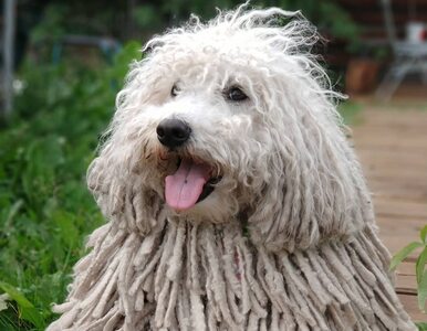 Miniatura: Ten pies przypomina z wyglądu mopa. Jego...