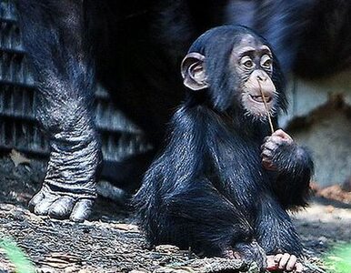 Miniatura: Małe szympansice bawią się w macierzyństwo