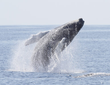 Wyławiają ciężarne wieloryby i je zabijają. „Dla celów naukowych”