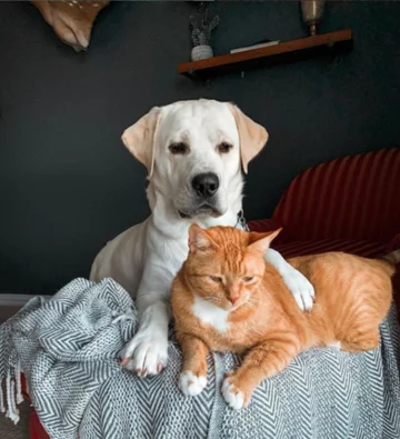 Thor i Simba 