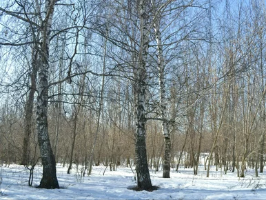Miniatura: Zatrzęsienie grzybów w polskich lasach....