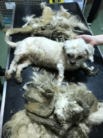Shih-tzu Marley 