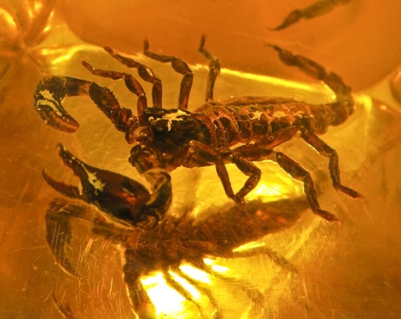 Miniatura: Wiózł 607 skorpionów "na prywatny użytek"