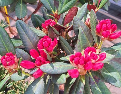 Miniatura: Jak przygotować rododendrony na zimę? Nie...