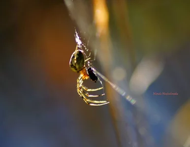 Miniatura: W sieci. Niezwykły świat pająków na zdjęciach