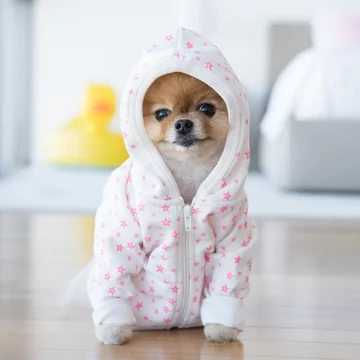 Jiffpom 