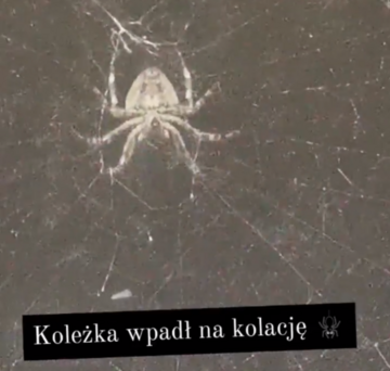 Pająk sfilmowany przez Marikę Popowicz