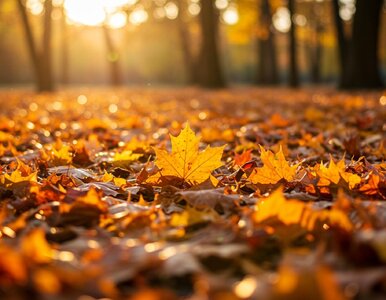 Miniatura: Polska złota jesień tuż za rogiem....