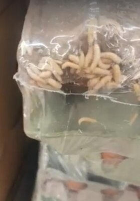 Miniatura: Za larwy odpowiedzialna ma być... mucha...