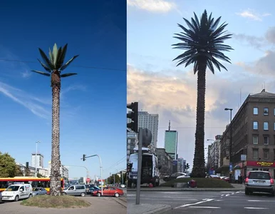 Miniatura: Liście wrócą na warszawską palmę