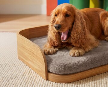 Pet-friendly design to&nbsp;jeden z&nbsp;najszybciej rozwijających się trend&oacute;w we&nbsp;wsp&oacute;łczesnych wnętrzach. Dziś projektanci coraz częściej uwzględniają potrzeby zwierząt już na&nbsp;etapie aranżacji domu