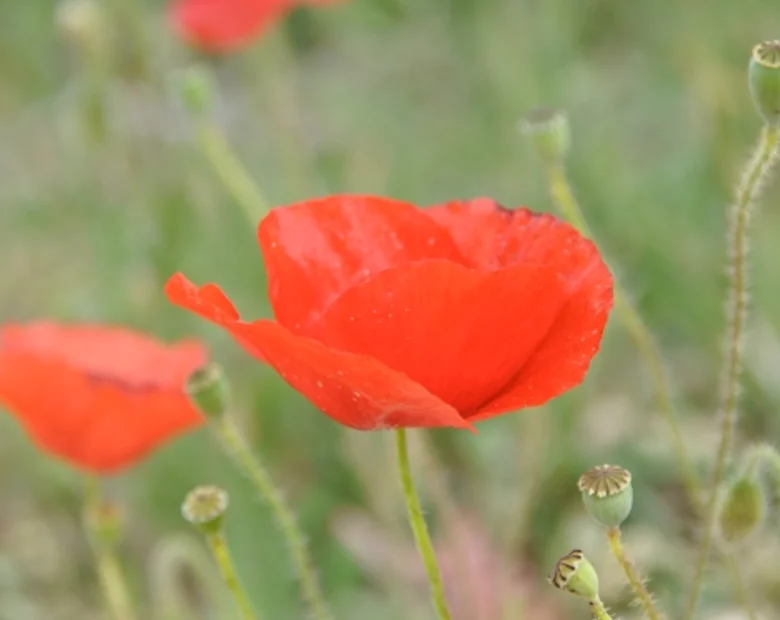 Miniatura: Uprawiali mak. Sąd ich skazał