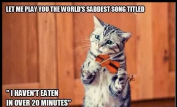 Kot najbardziej memicznym ze zwierząt? 