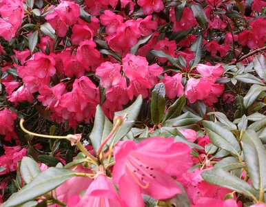 Miniatura: Ogrodnicy robią to z gałązką rododendrona...