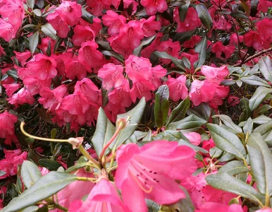 Miniatura: Ogrodnicy robią to z gałązką rododendrona...