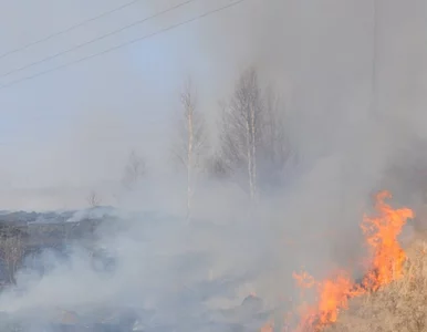 Miniatura: Potężny pożar w Gortatowie. Zajął...