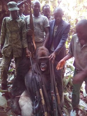 Miniatura: Zabili goryla, a później robili sobie z...