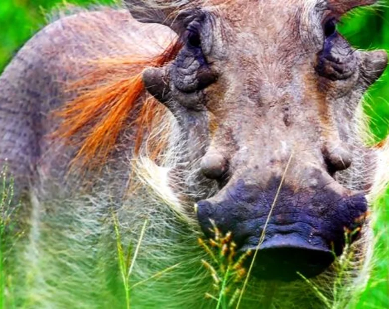 Miniatura: Dziki też chodzą do kardiologów