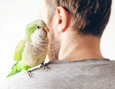 Miniatura: Ludzie i papugi mają wspólny sekret....