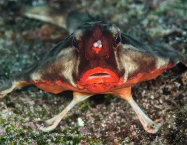 Miniatura: Oto 3 najdziwniejsze ryby świata....