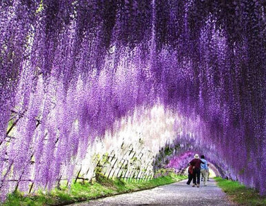 Miniatura: Kawachi Fuji Garden - Zobacz zdjęcia...