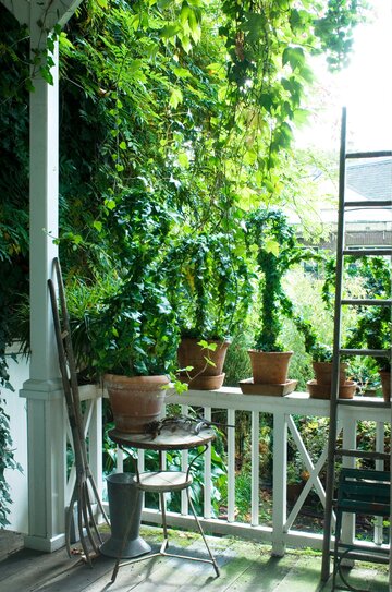 Rośliny oczyszczające powietrze &ndash; Hedera helix