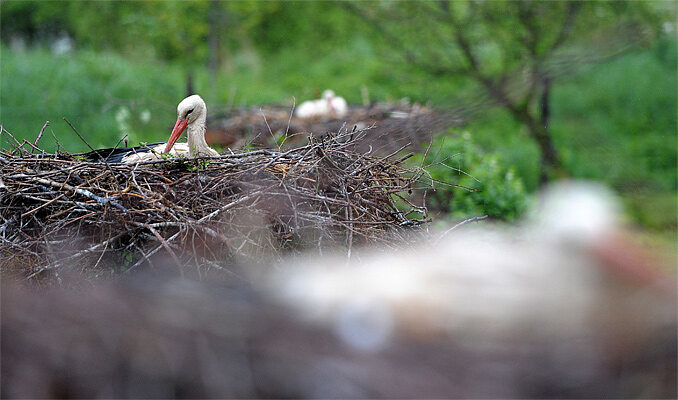 Kalekie bociany wysiadują jaja w naziemnych gniazdach. (fot. PAP/Darek Delmanowicz)