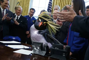 Pingwin zamiast Trumpa w Gabinecie Owalnym 
