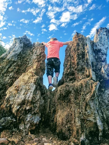 To nie Photoshop. Mały gigant wspina się na spróchniały pień drzewa 