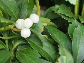 Runianka japońska, Pachysandra