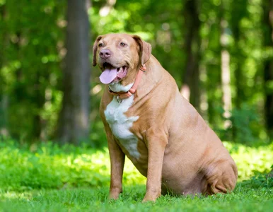 Miniatura: Pies je trawę i wymiotuje? Nie powinno się...