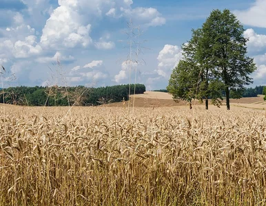 Miniatura: Niepokój byłych ministrów rolnictwa ws....