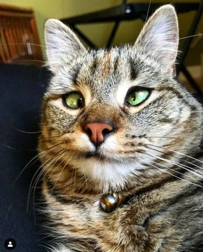Crazy Eyes Olive, niezwykły kot z chorobą oczu 