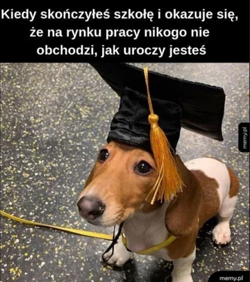 Mem z okazji Dnia Psa 