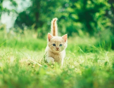 Miniatura: Ogon kota niczym mapa, z której można...