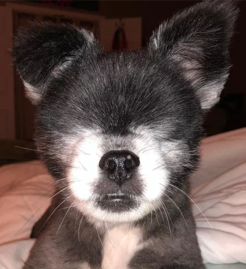 Abi i Dabi - psy, które połączyła przyjaźń 