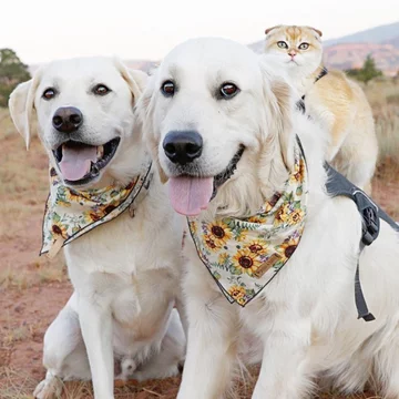 Pies Samson i kot Cleo 