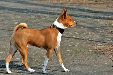 Basenji – jedna z ras pierwotnych 