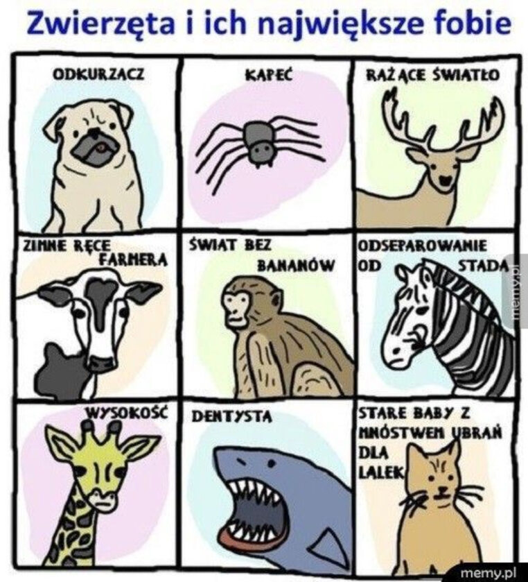 Memy ze zwierzętami w roli głównej 
