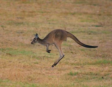 Miniatura: Prawda czy fałsz? 10 pytań z wiedzy ogólnej
