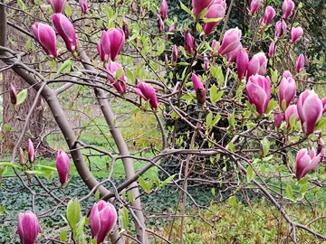 Ogród Botaniczny Uniwersytetu Warszawskiego w Warszawie 