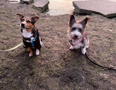 Miniatura: QUIZ dla bystrzaków! Zdobędziesz 10/10?