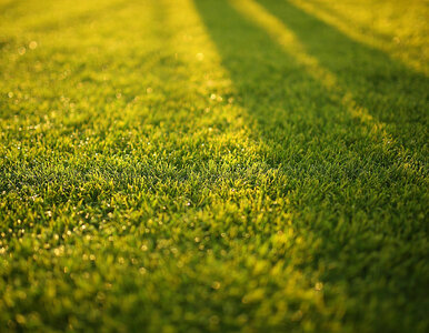 Miniatura: Wsypałam 3 łyżki i mech zniknął. Dopiero...