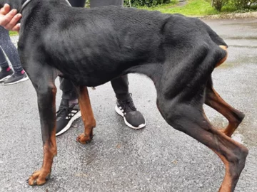 Pies, który trafił pod opiekę ISPCA 