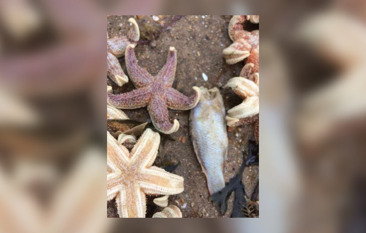 Morskie stworzenia wyrzucone na plaże dystryktu Thanet w hrabstwie Kent 