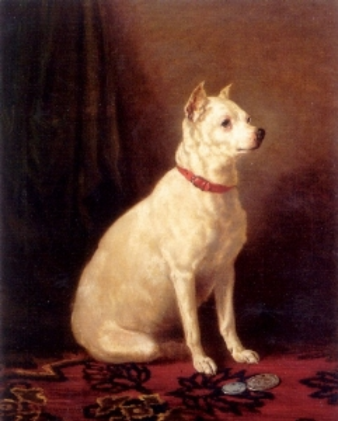 10. English White Terrier Stworzony przez garstkę hodowców w latach 60. Miały problemy genetyczne, przez co nie cieszyły się popularnością i w końcu rasa wyginęła.