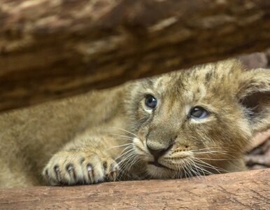 Miniatura: Cztery lwiątka zamarzły w zoo. „Nie...