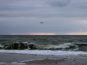 Miniatura: Nad Bałtyk jeżdżą tylko w lutym i w marcu....