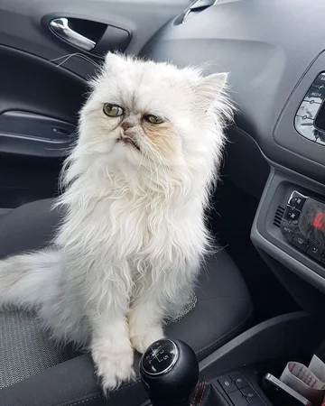 Wilfred - nietypowy kot 